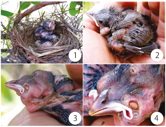 File:Nest of Neothraupis fasciata with parasitized nestlings.jpg