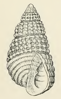 File:Odostomia ovata 001.png