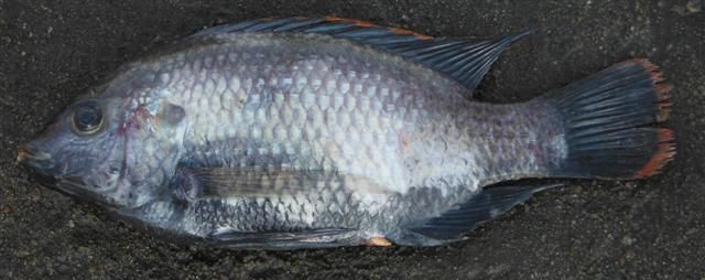 File:Oreochromis rukwaensis.jpg