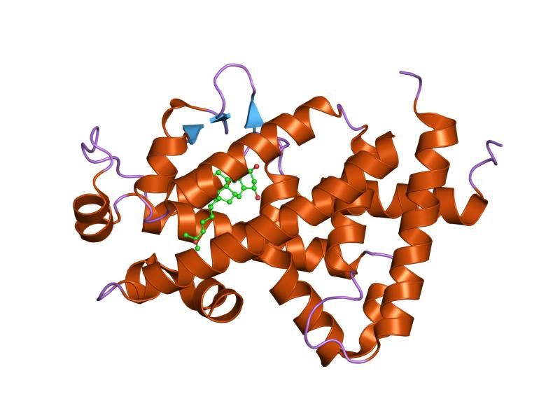 File:PDB 1db1 EBI.jpg