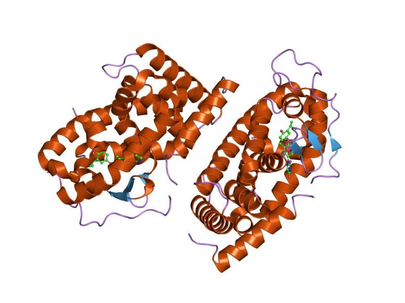 File:PDB 1n46 EBI.jpg