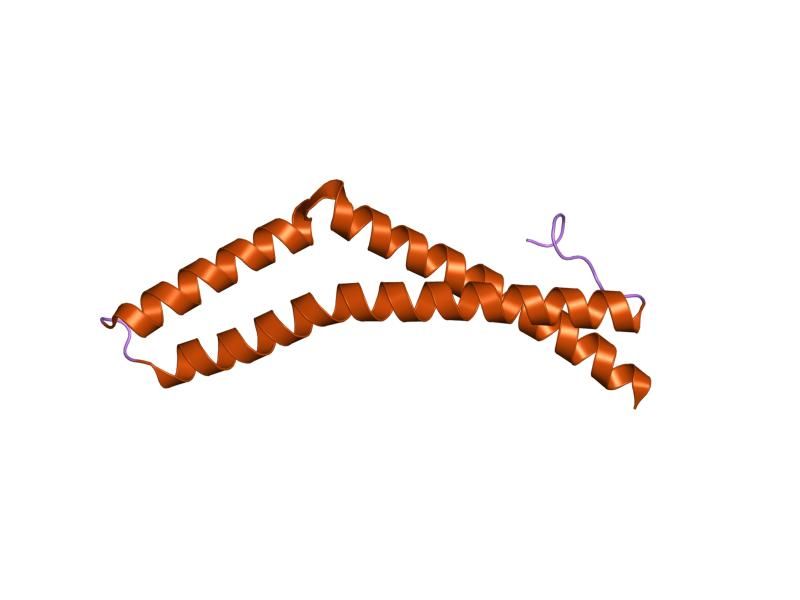 File:PDB 1wpa EBI.jpg