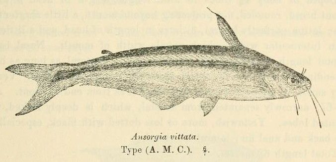 File:Pareutropius debauwi.jpg