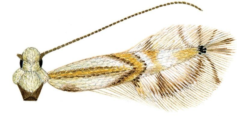 File:Phyllocnistis hyperpersea adult.JPG