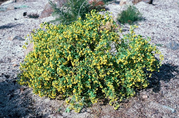 File:Pimelea spiculigera.jpg