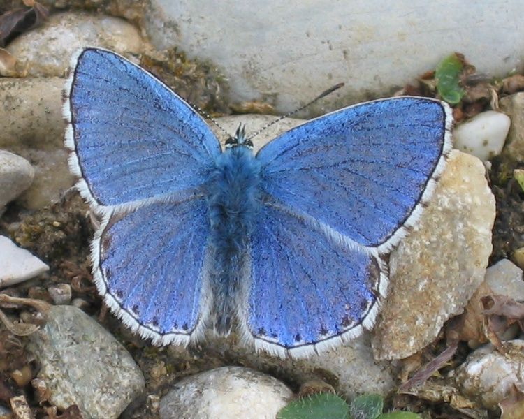 File:Polyommatus bellargus - Männchen Oberseite.jpg