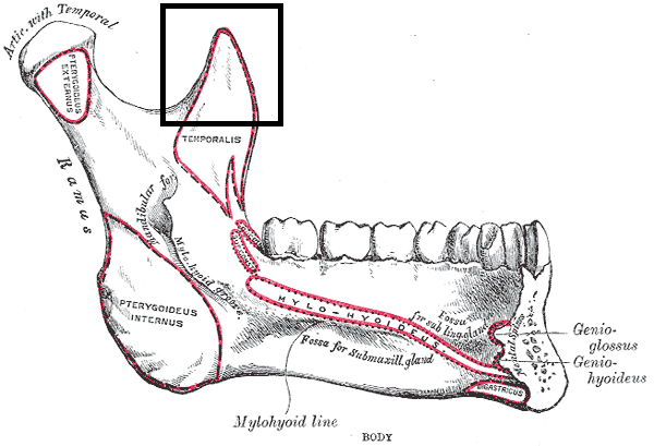 File:Processuscoronoideusmandibulae2.png