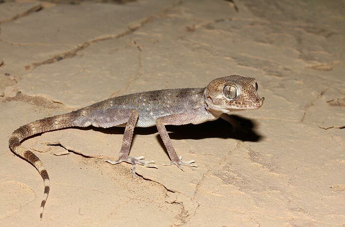 File:Rhinogecko misonnei (5) (18732589525).jpg