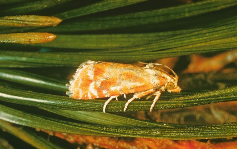 File:Rhyacionia buoliana.jpg