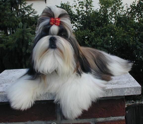 File:Shih-Tzu.JPG