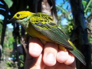 File:Silver-throated Tanager.jpg