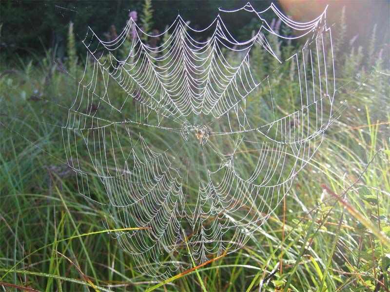 File:Spider web 20040725.jpg