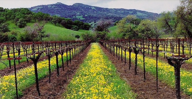 File:Vineyard at Suisun.jpg