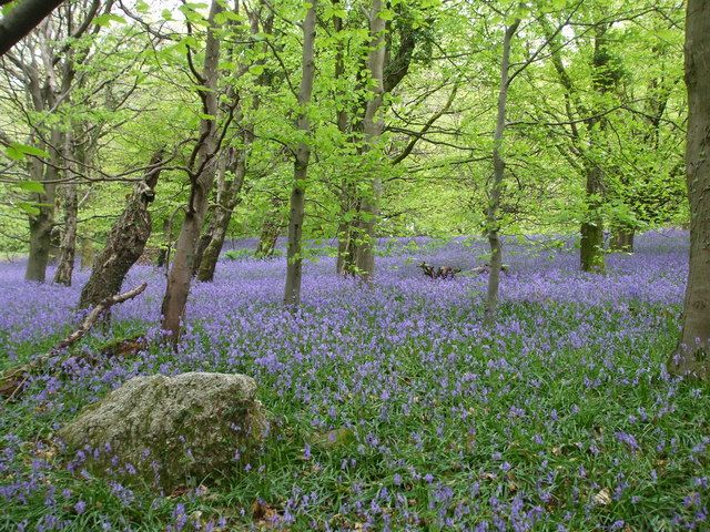 File:Wenallt bluebells - geograph.org.uk - 1288899.jpg