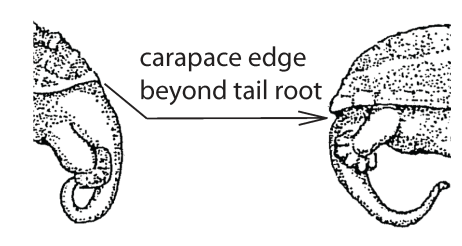 File:X5. Carapace posterior projection (S02e).png