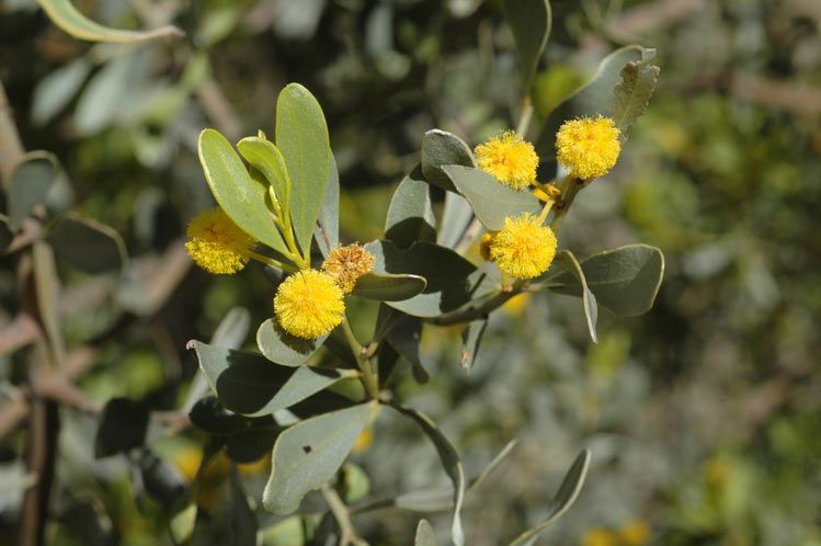 File:Acacia argyrophylla Fagg.jpg