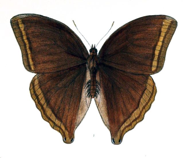 File:AmathusiaPhidippus146 1.jpg