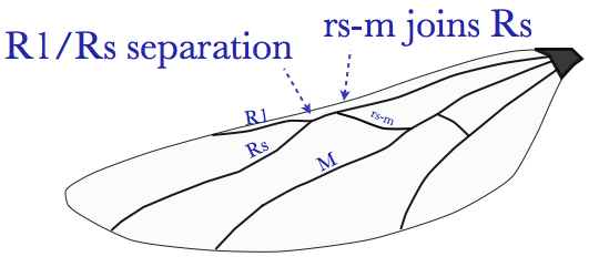 File:Braconid hind wing.png