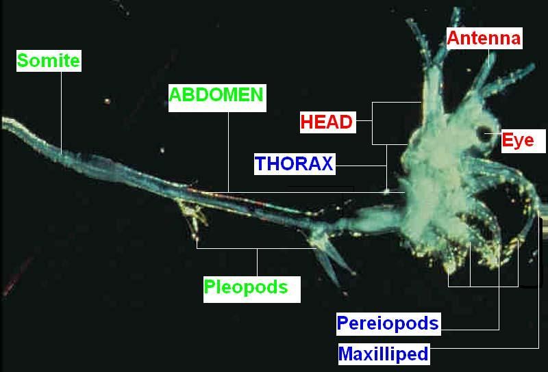 File:Bythotrephes anatomy.jpg