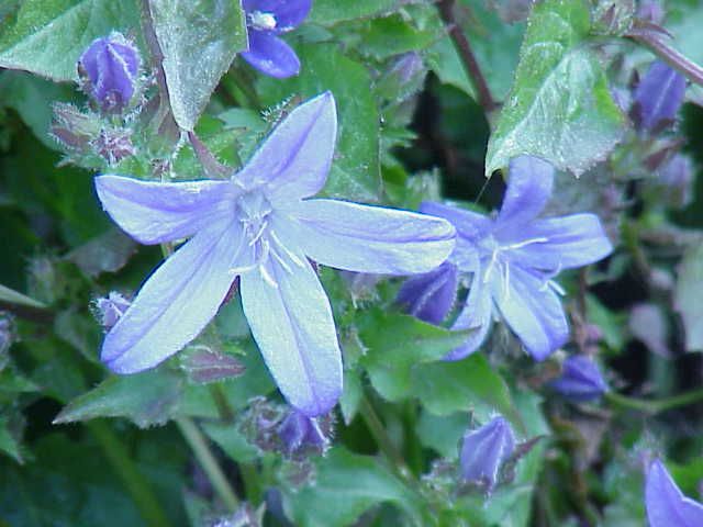 File:Campanula tommasiana0.jpg