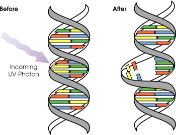 File:DNA UV mutation.png