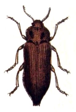 File:Dicerca.aenea.-.calwer.23.06.jpg