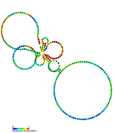 File:ENOD40 secondary structure and sequence conservation.png