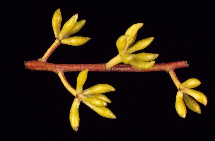 File:Eucalyptus mckieana buds.jpg