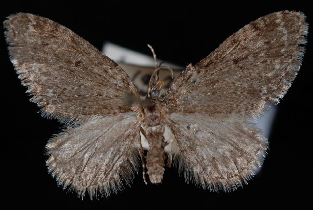 File:Eupithecia annulata.jpg