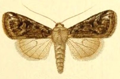 File:Euxoa spissilinea.jpg