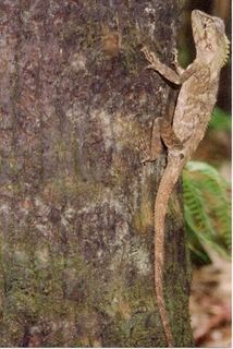 File:Hypsilurus spinipes - Sugar Creek Jan 1996.jpg