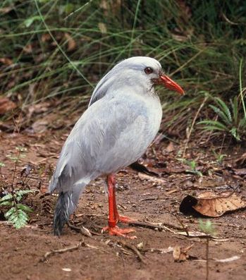 File:Kagu Rhynchetos jubatus detail.JPG