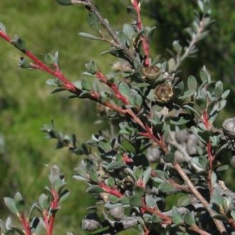 File:Leptospermum myrtifolium fruit.jpg