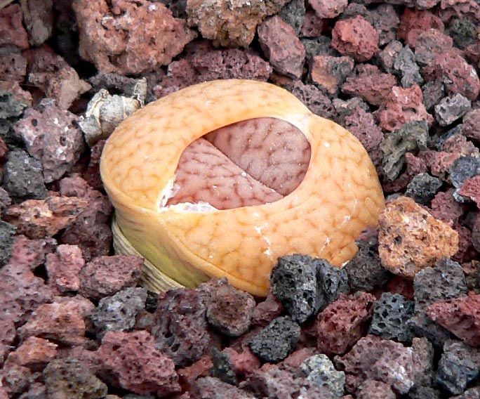 File:Lithops pseudotruncatella dendritica 1.jpg