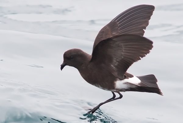 File:Oceanites-gracilis by Roar Johansen.jpg