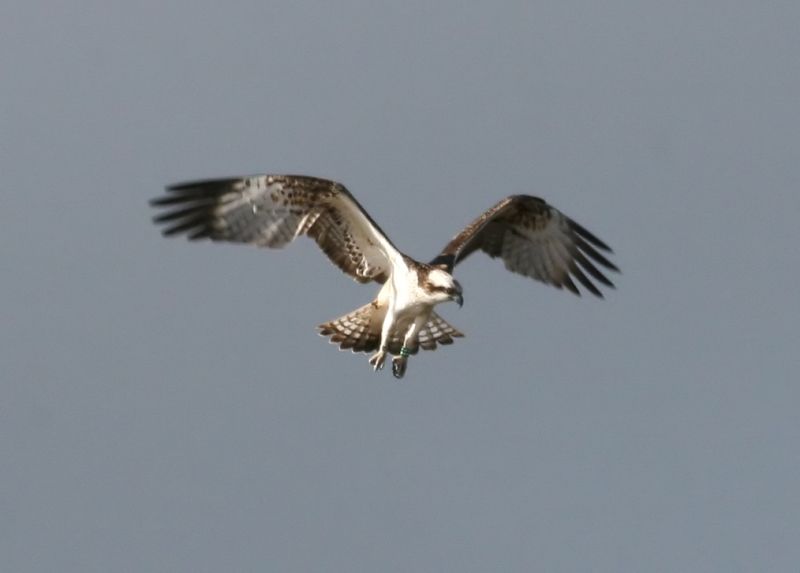 File:Osprey (Pandion haliaetus) (10).jpg