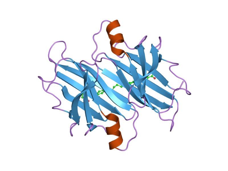 File:PDB 2fbr EBI.jpg