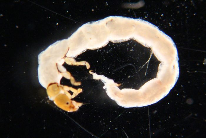 File:Phylocentropus.jpg