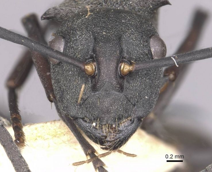 File:Polyrhachis sophocles casent0910898 head 1.jpg