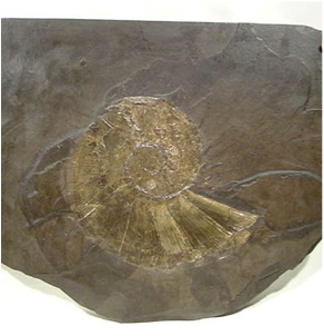 File:Pyritized lytoceras.png