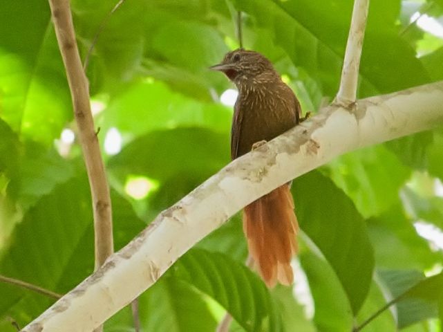 File:Thripophaga amacurensis - Delta Amacuro Softail 1.jpg