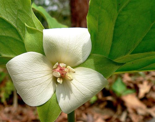 File:Trillium cernuum 2.jpg