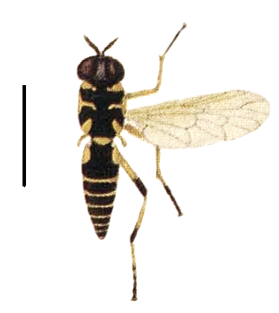 File:Xylomya maculata – Meigen, 1790.png