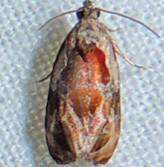 File:Zomaria interruptolineana – Broken-line Zomaria Moth.jpg