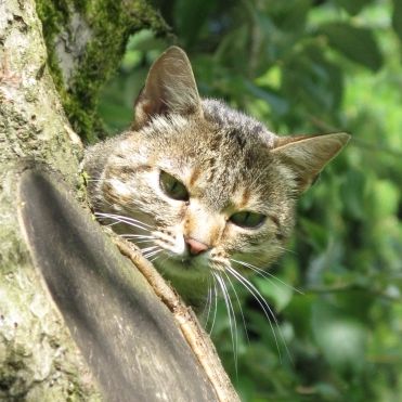 File:2008-08 Katze auf Baum (cropped 2022).JPG