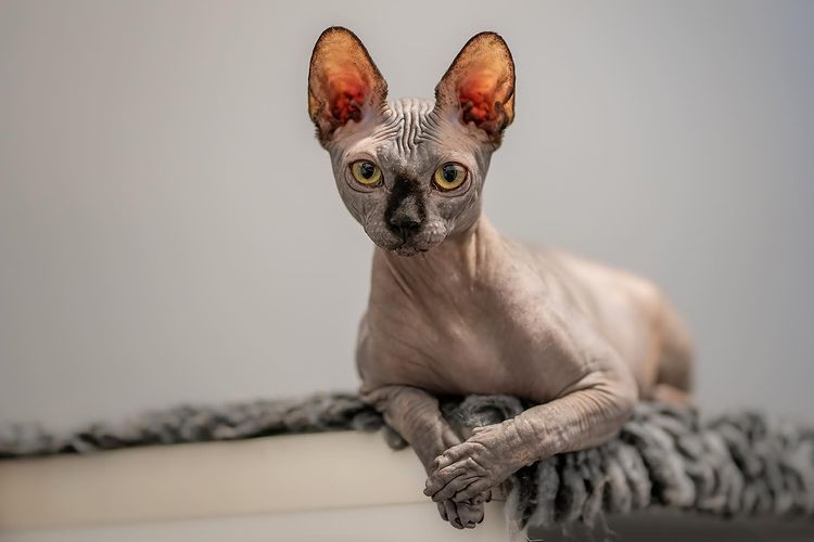 File:A Sphynx Kat.jpg