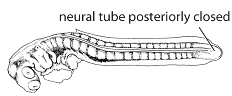 File:C4. Posterior neuropore closed (V03d).png