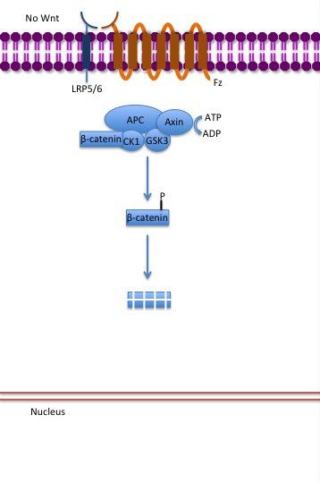 File:Canonical Wnt pathway without Wnt..jpg