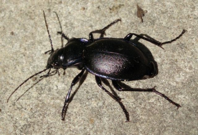 File:Carabus lusitanicus.jpg