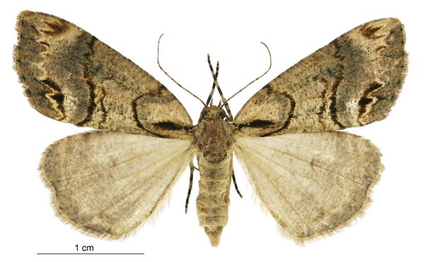 File:Chalastra ochrea female.jpg